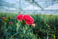 ÃÂ¡ultivation of Dianthus caryophyllus, theÃÂ carnation flowering